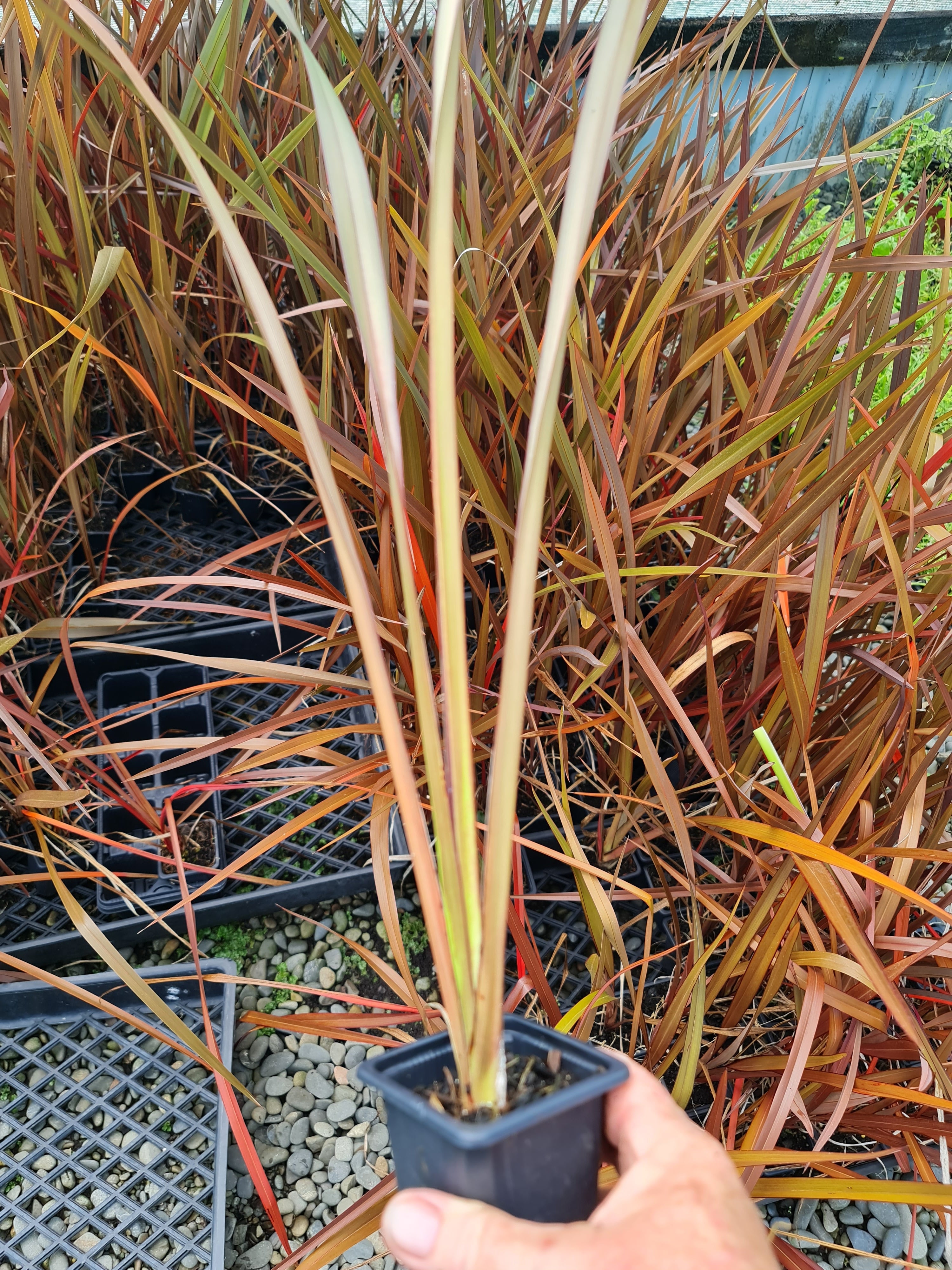 Phormium Cookianum (Mountain flax/ Wharariki)