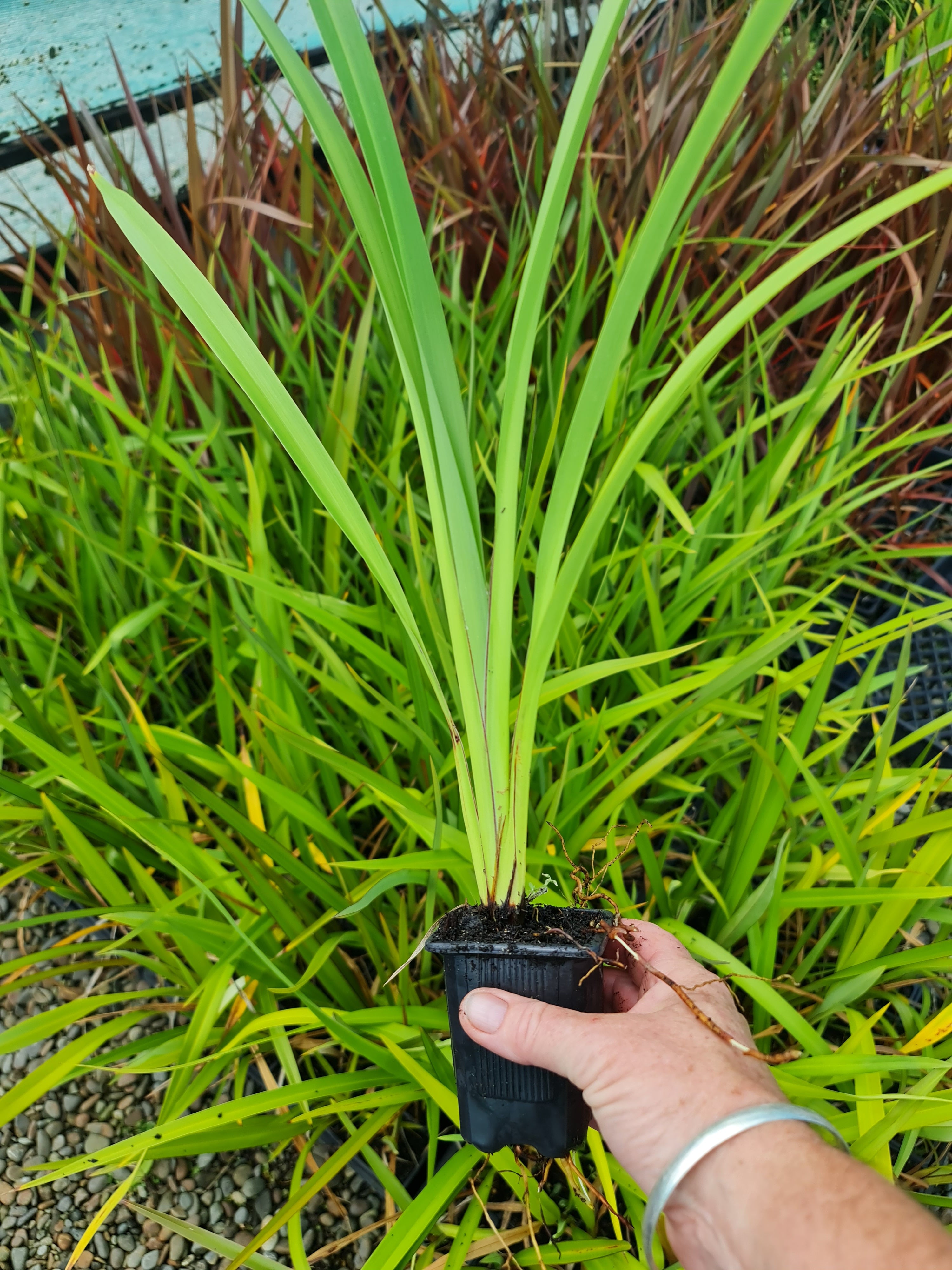 Phormium Cookianum (Mountain flax/ Wharariki)