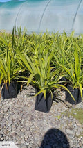 Large Grade PB8 Trees and Shrubs