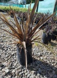 Large Grade PB8 Trees and Shrubs