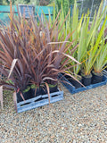 Large Grade PB8 Trees and Shrubs