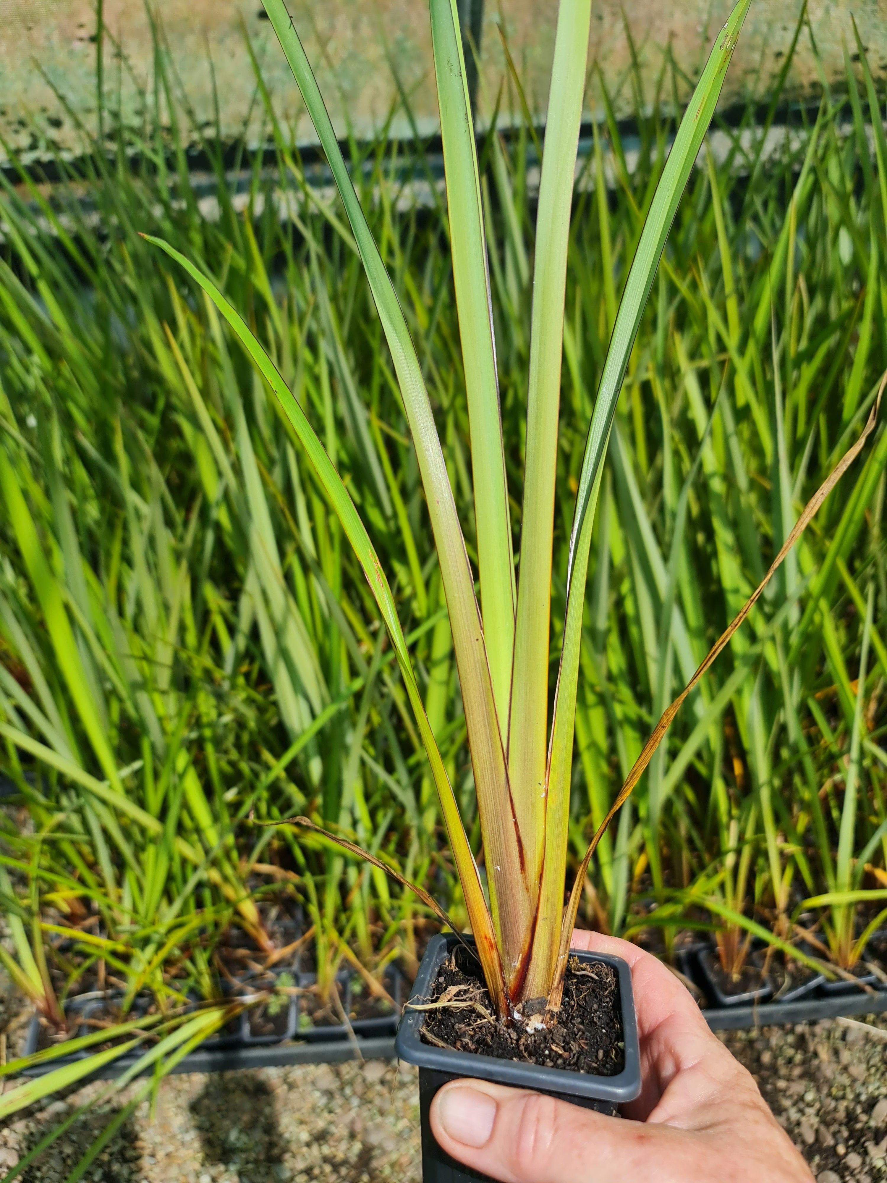 Phormium Tenax Harakeke and Purpureum