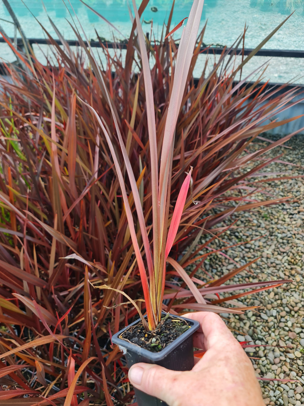 Phormium Tenax Harakeke and Purpureum