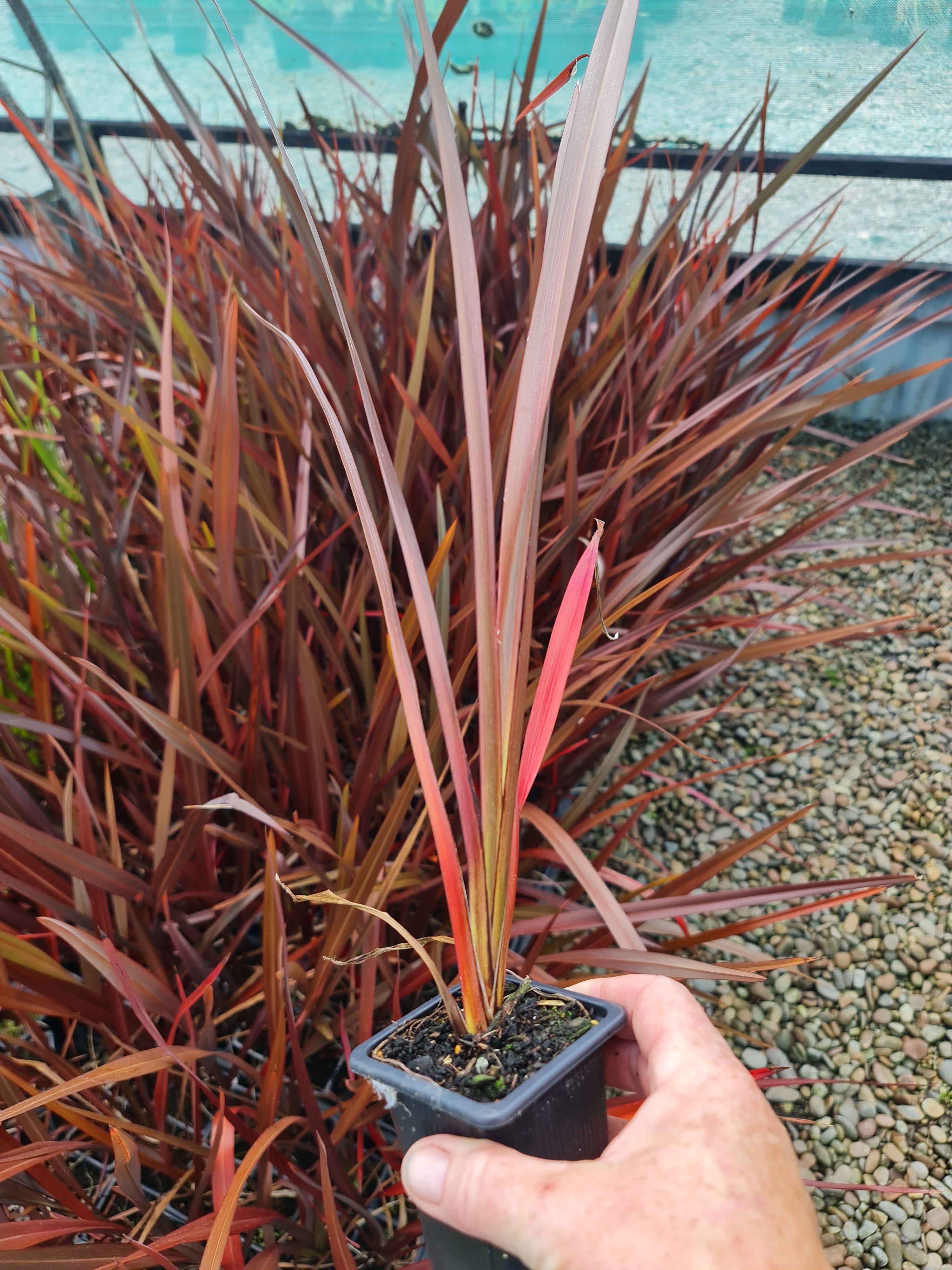 Phormium Tenax Harakeke and Purpureum