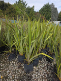 Large Grade PB8 Trees and Shrubs