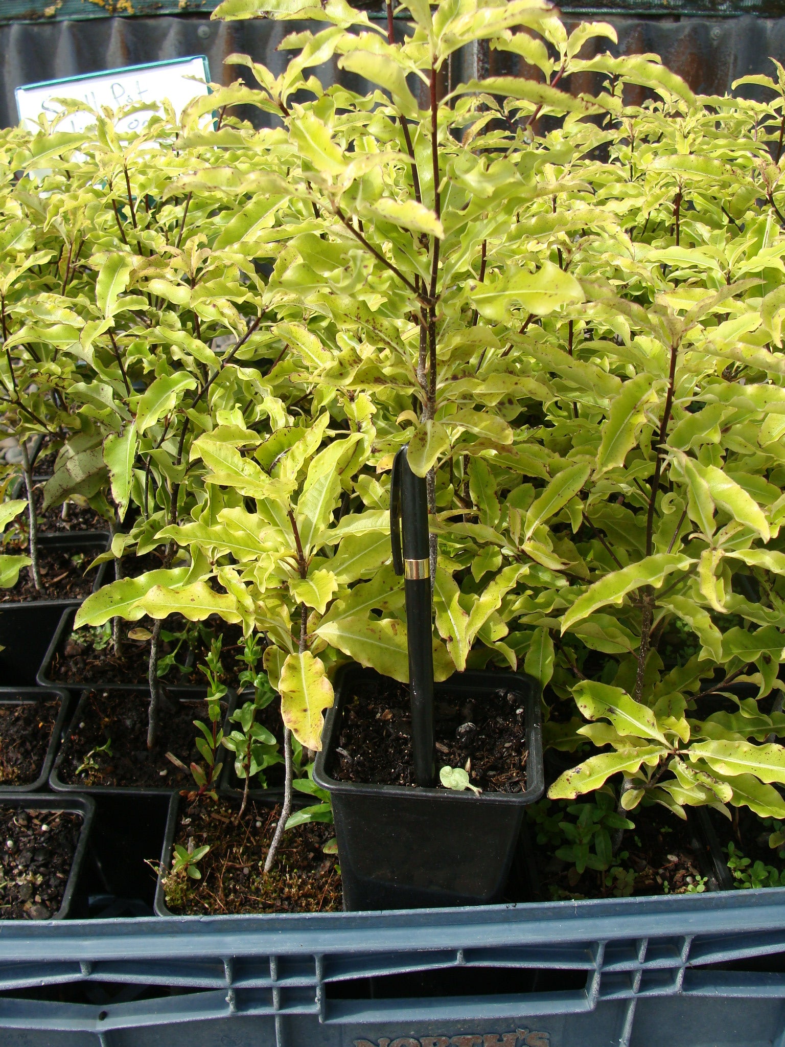 Large Grade PB8 Trees and Shrubs