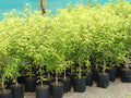 Large Grade PB8 Trees and Shrubs