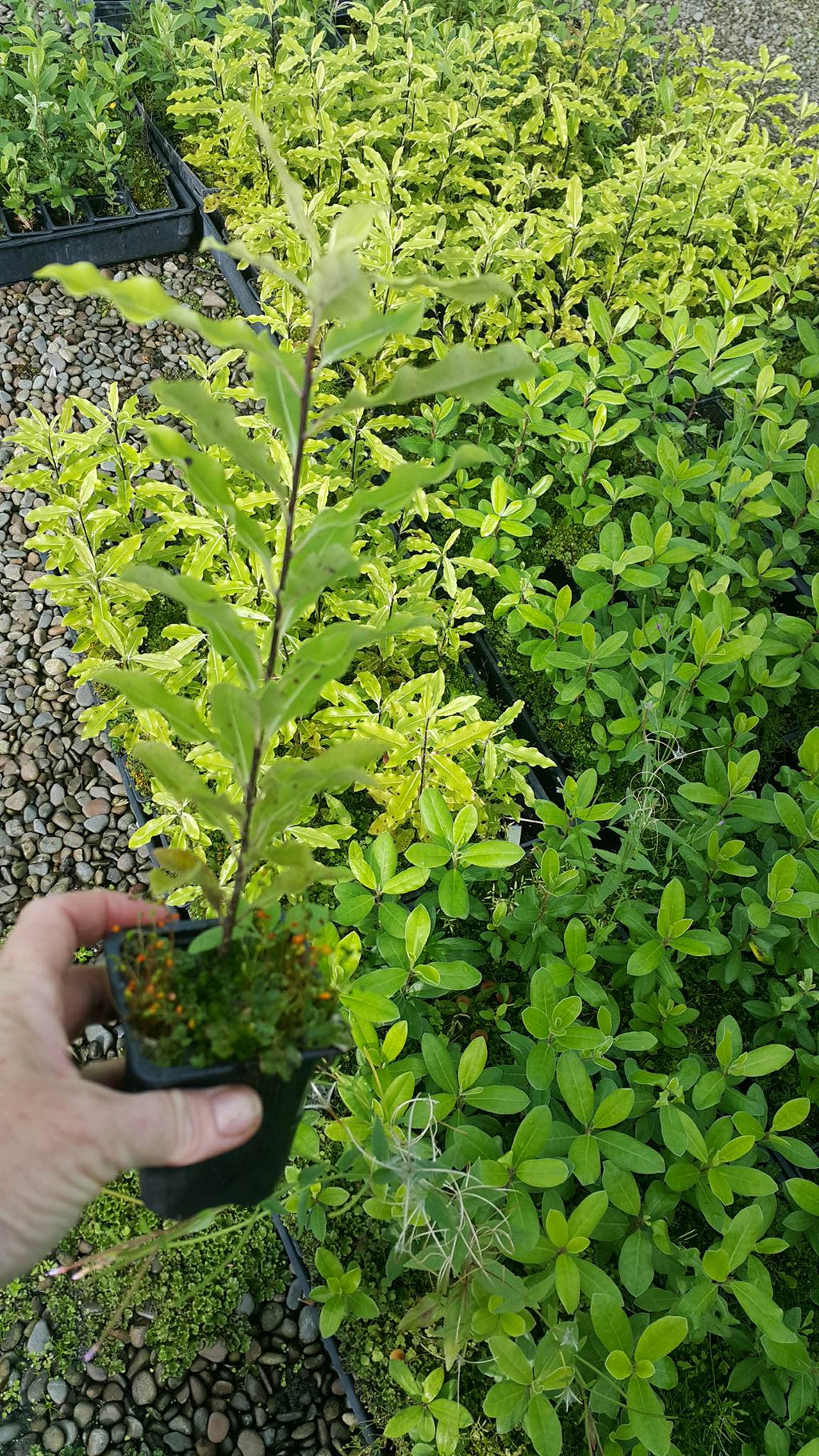 Pittosporum Eugenioides (Lemonwood/Tarata)