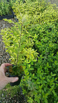Pittosporum Eugenioides (Lemonwood/Tarata)