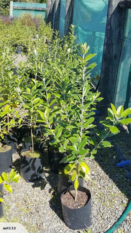 Large Grade PB8 Trees and Shrubs