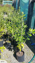 Large Grade PB8 Trees and Shrubs