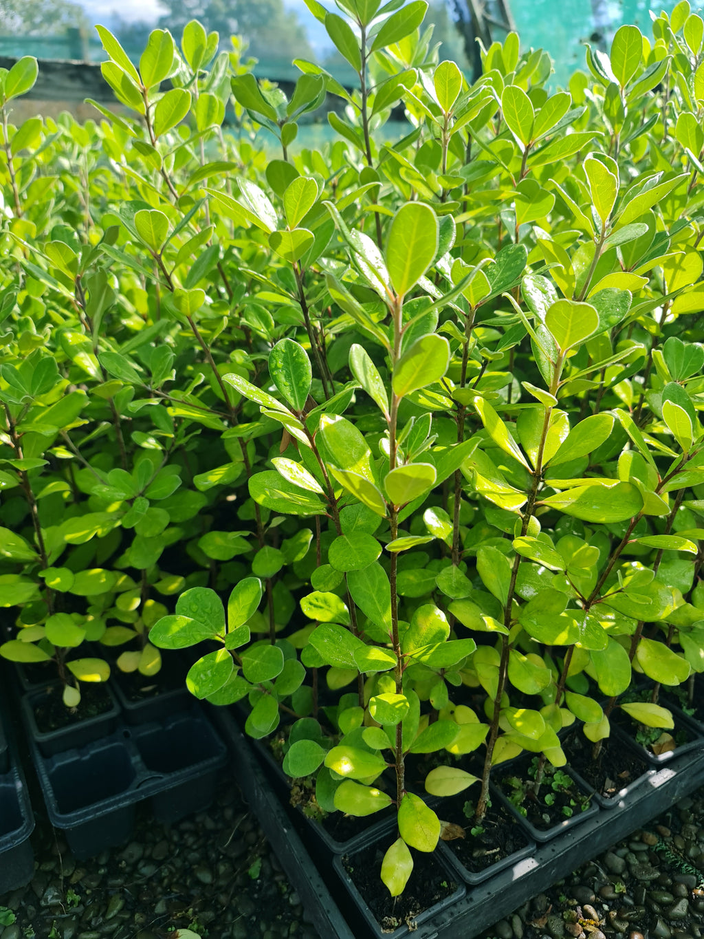 Pittosporum Ralphii (Ralph’s Kohuhu)