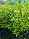 Pittosporum Ralphii (Ralph’s Kohuhu)