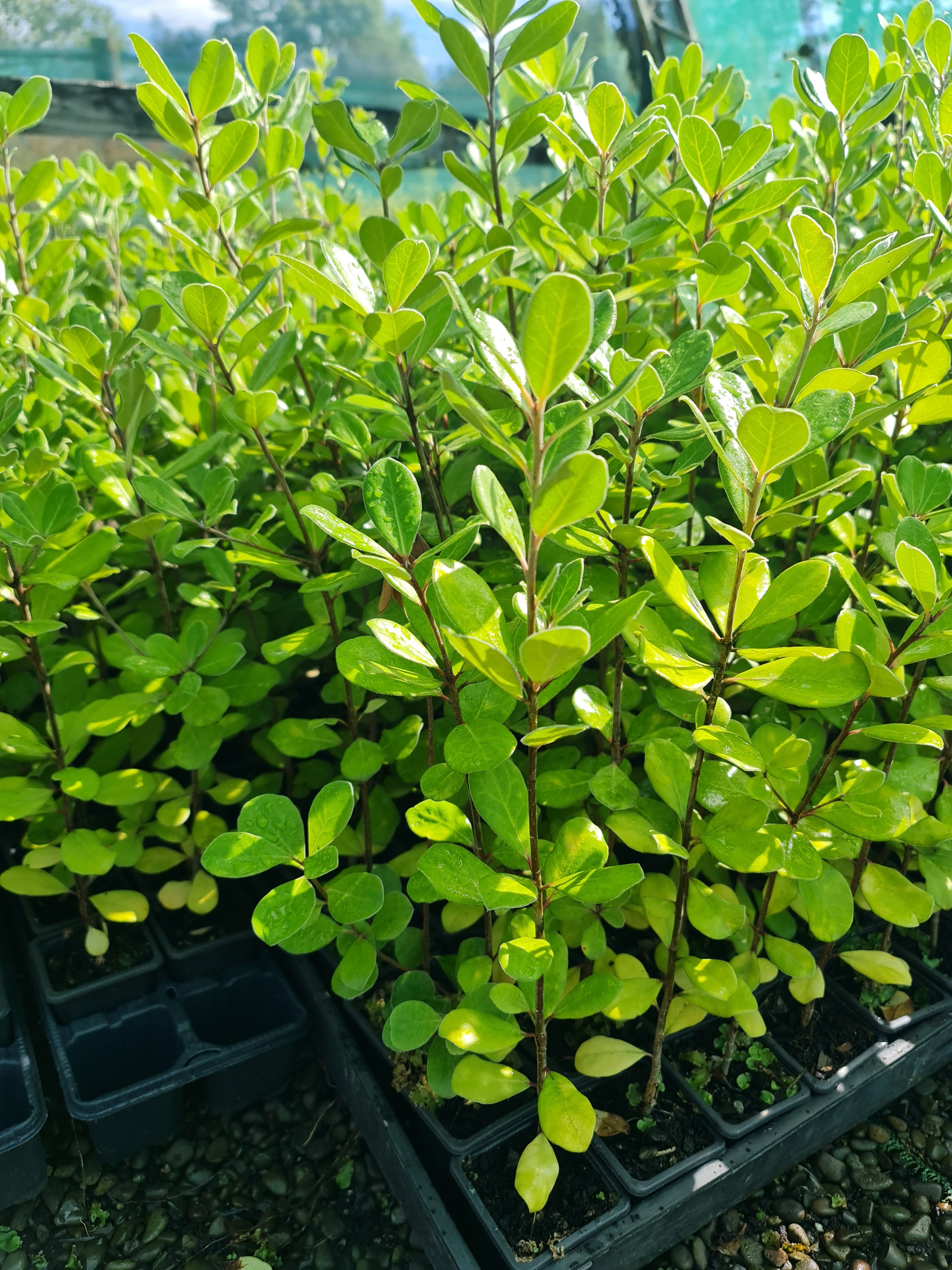 Pittosporum Ralphii (Ralph’s Kohuhu)