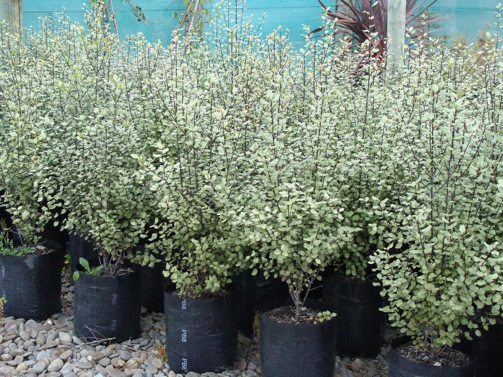 Large Grade PB8 Trees and Shrubs