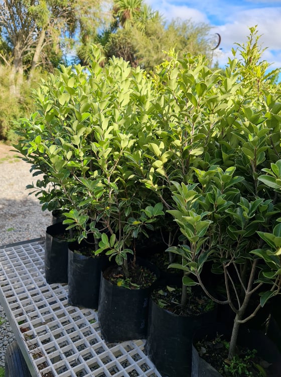 Large Grade PB8 Trees and Shrubs