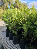 Pittosporum Steven Island