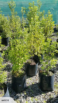 Large Grade PB8 Trees and Shrubs