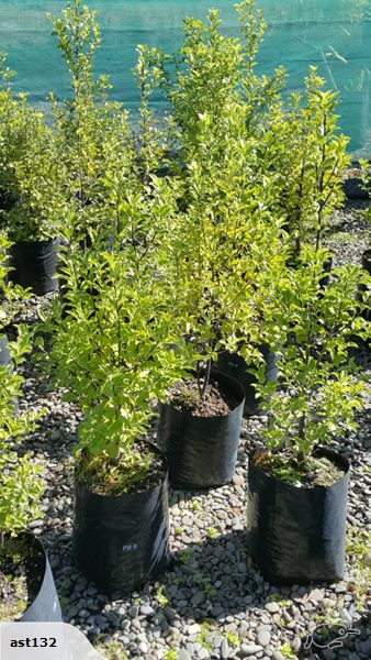 Large Grade PB8 Trees and Shrubs