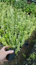 Pittosporum Tenuifolium (Kohuhu)