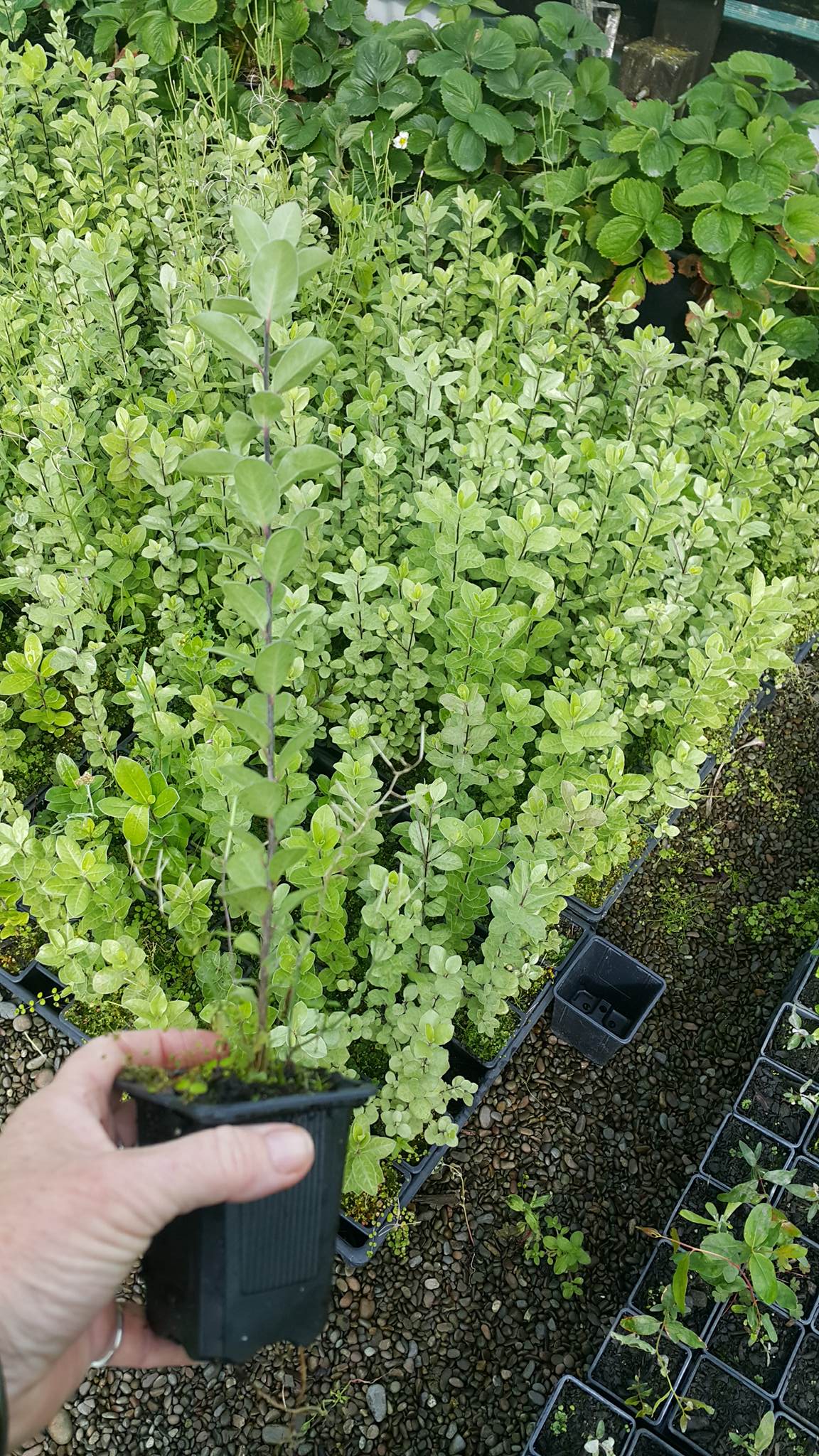 Pittosporum Tenuifolium (Kohuhu)