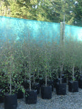 Ribbonwood (Plagianthus Regius)