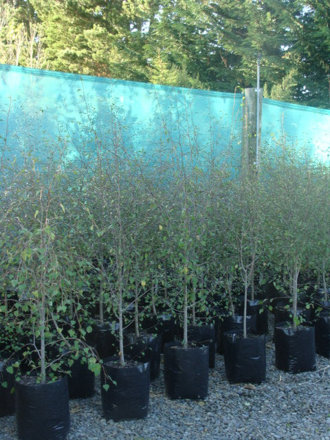 Large Grade PB8 Trees and Shrubs