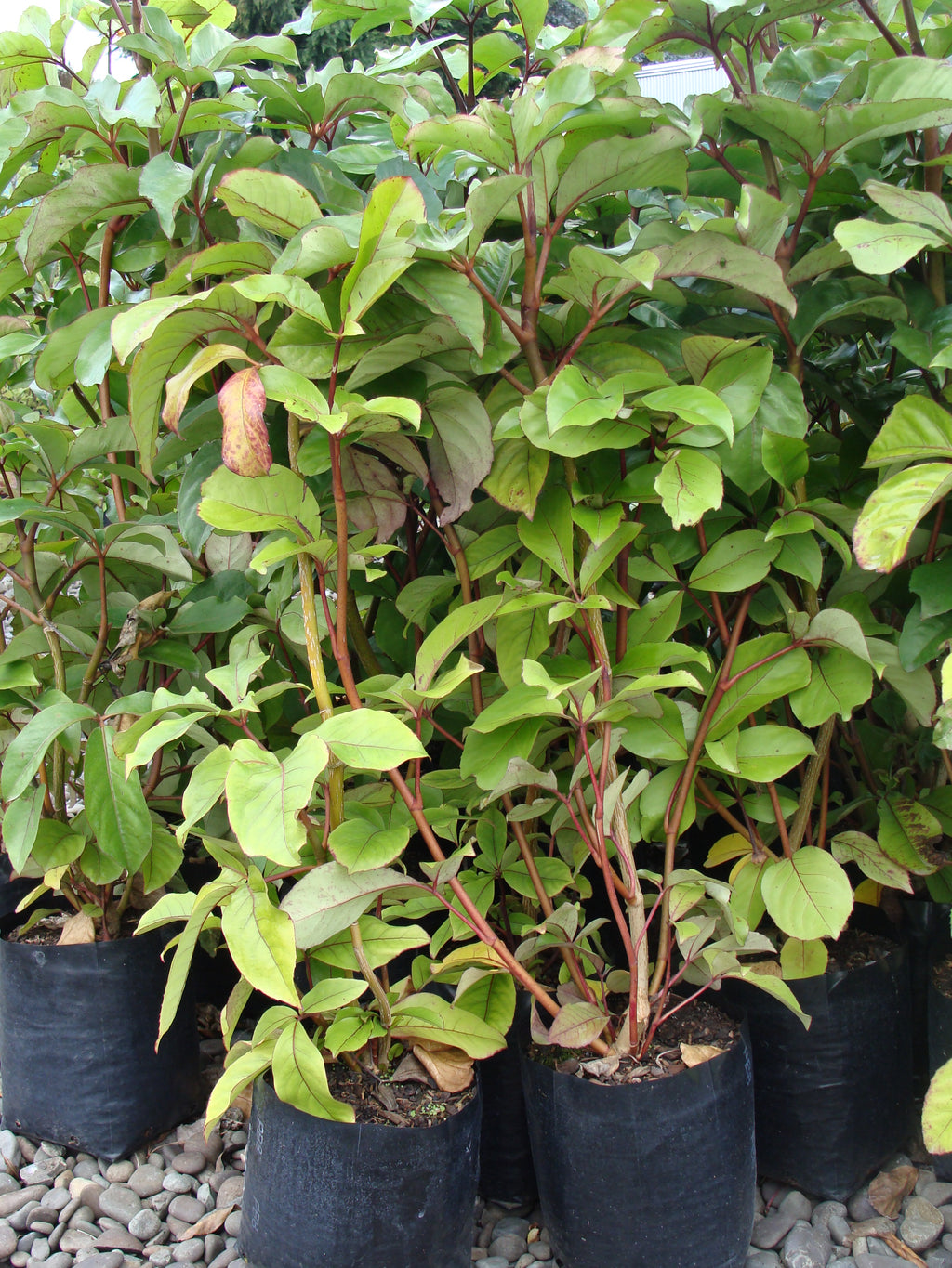 Large Grade PB8 Trees and Shrubs