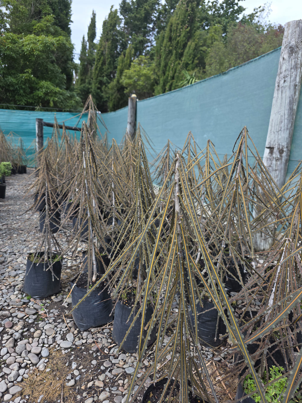Large Grade PB8 Trees and Shrubs