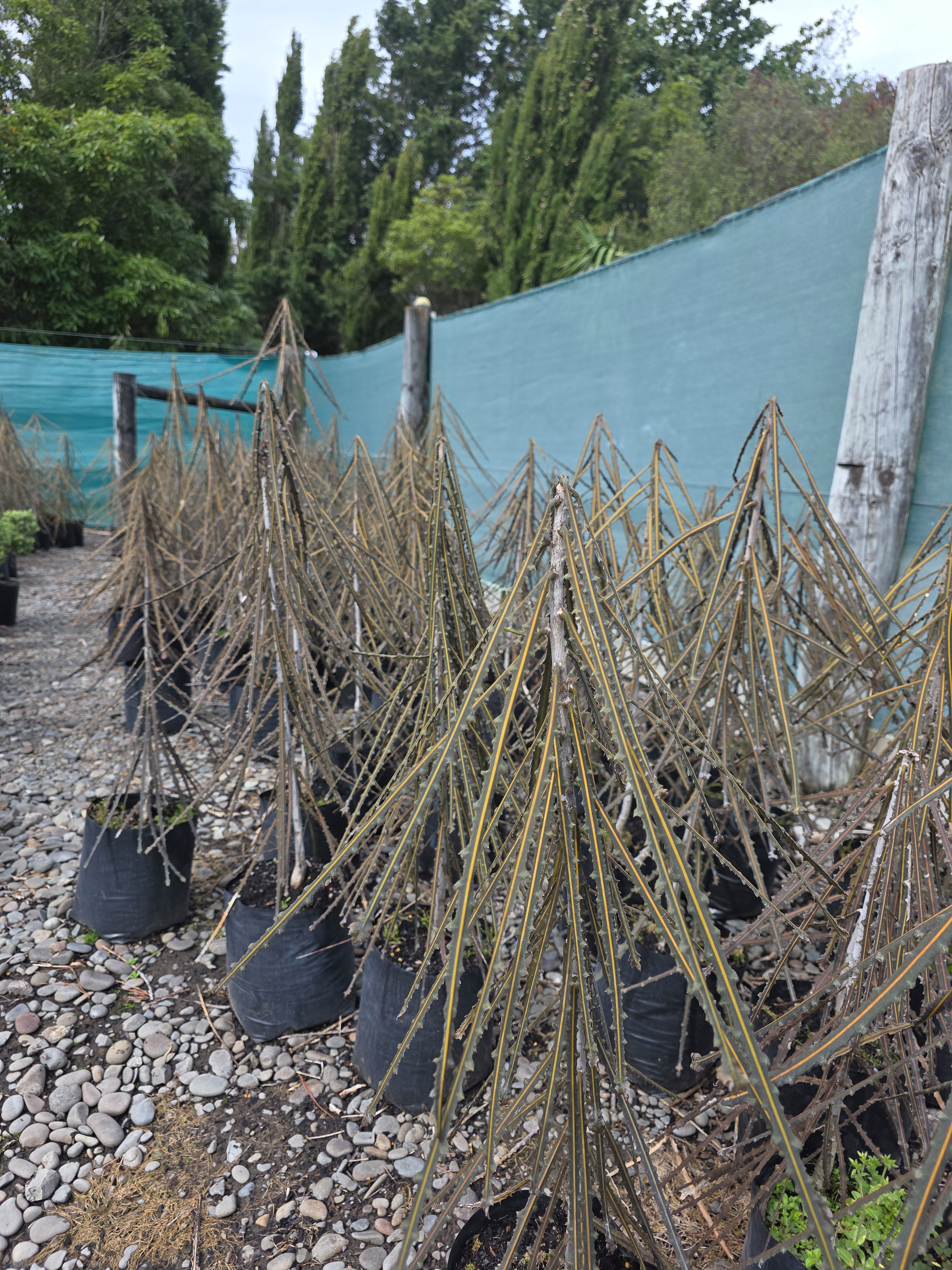 Large Grade PB8 Trees and Shrubs