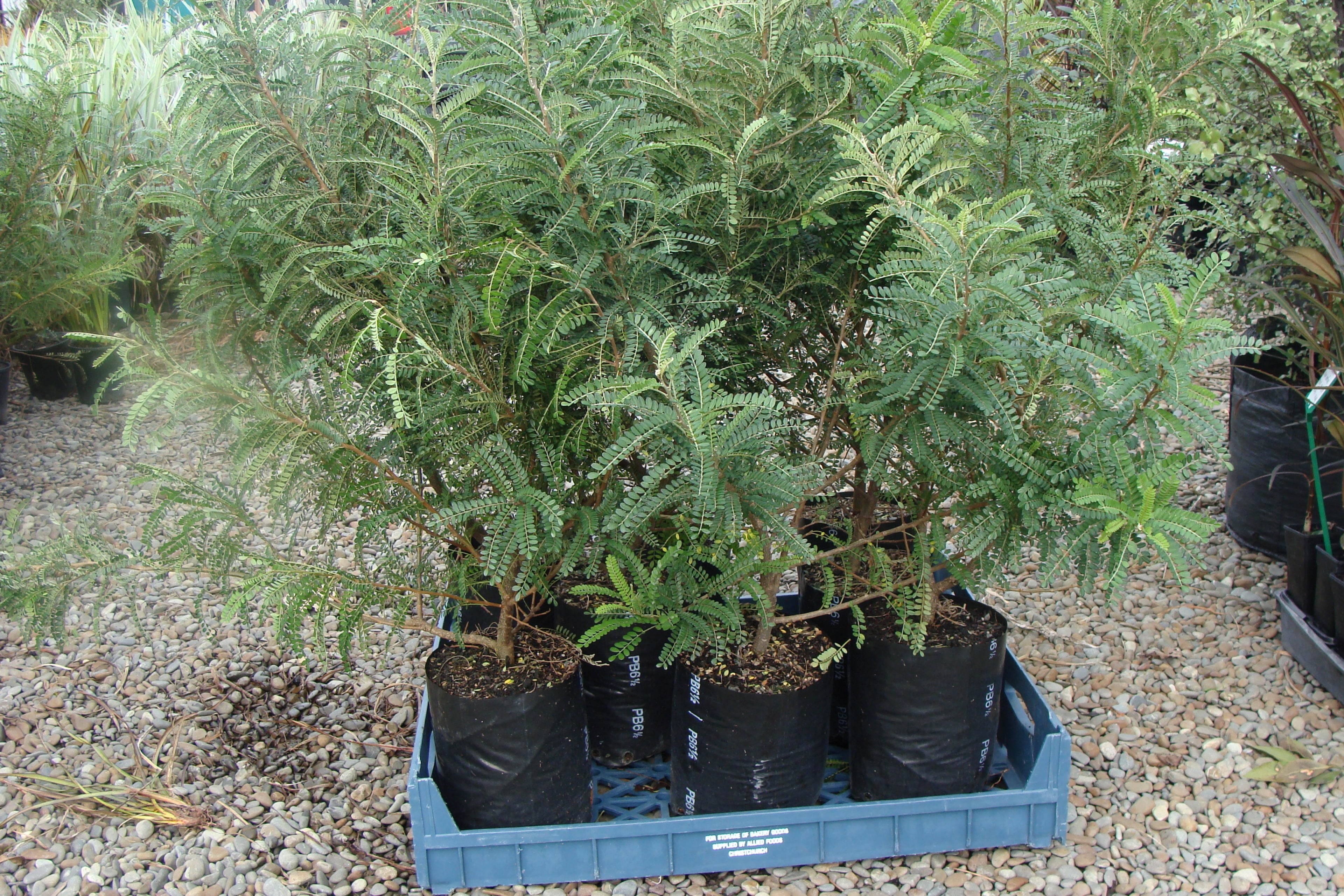 Sophora (kowhia)