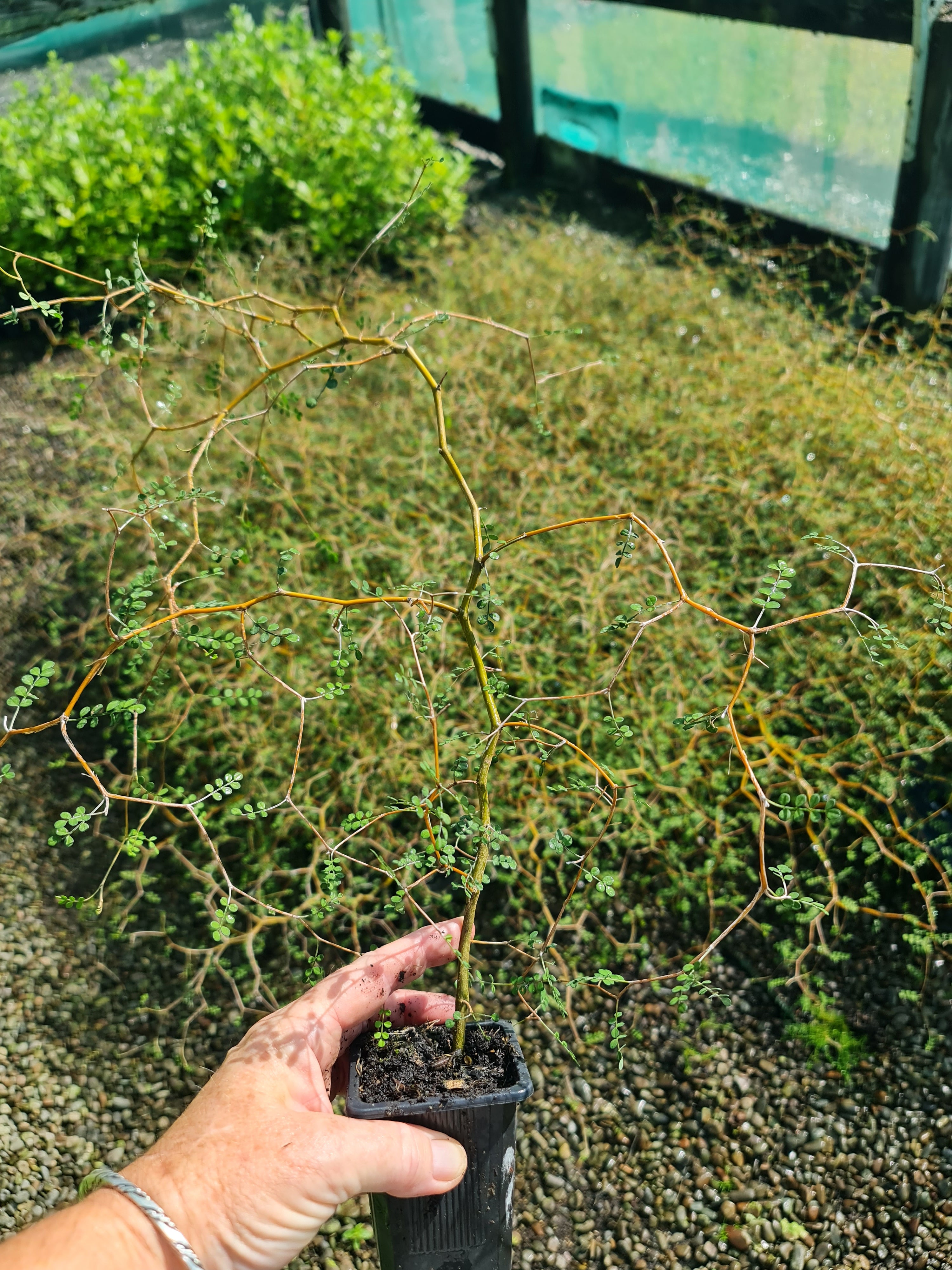 Sophora (kowhia)