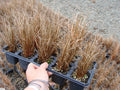 Carex buchananii