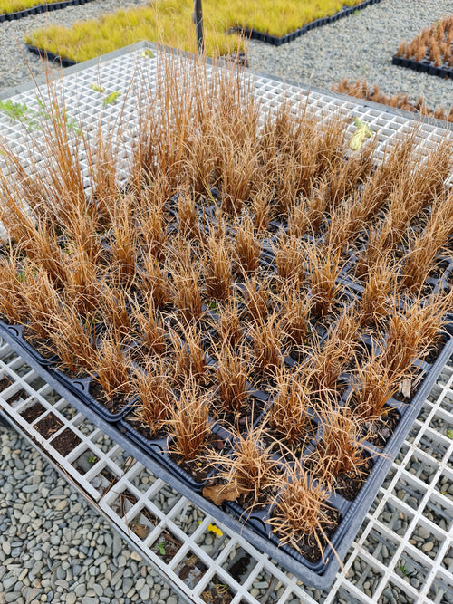 Carex buchananii
