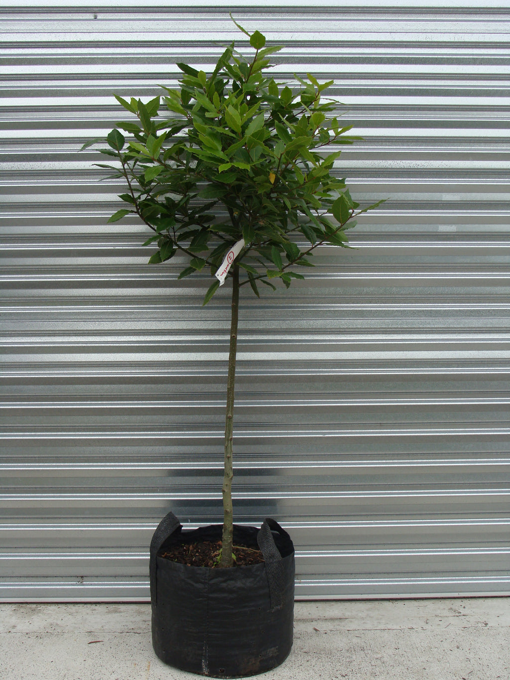 Laurus Nobilis ‘Bay Tree’