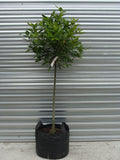 Laurus Nobilis ‘Bay Tree’