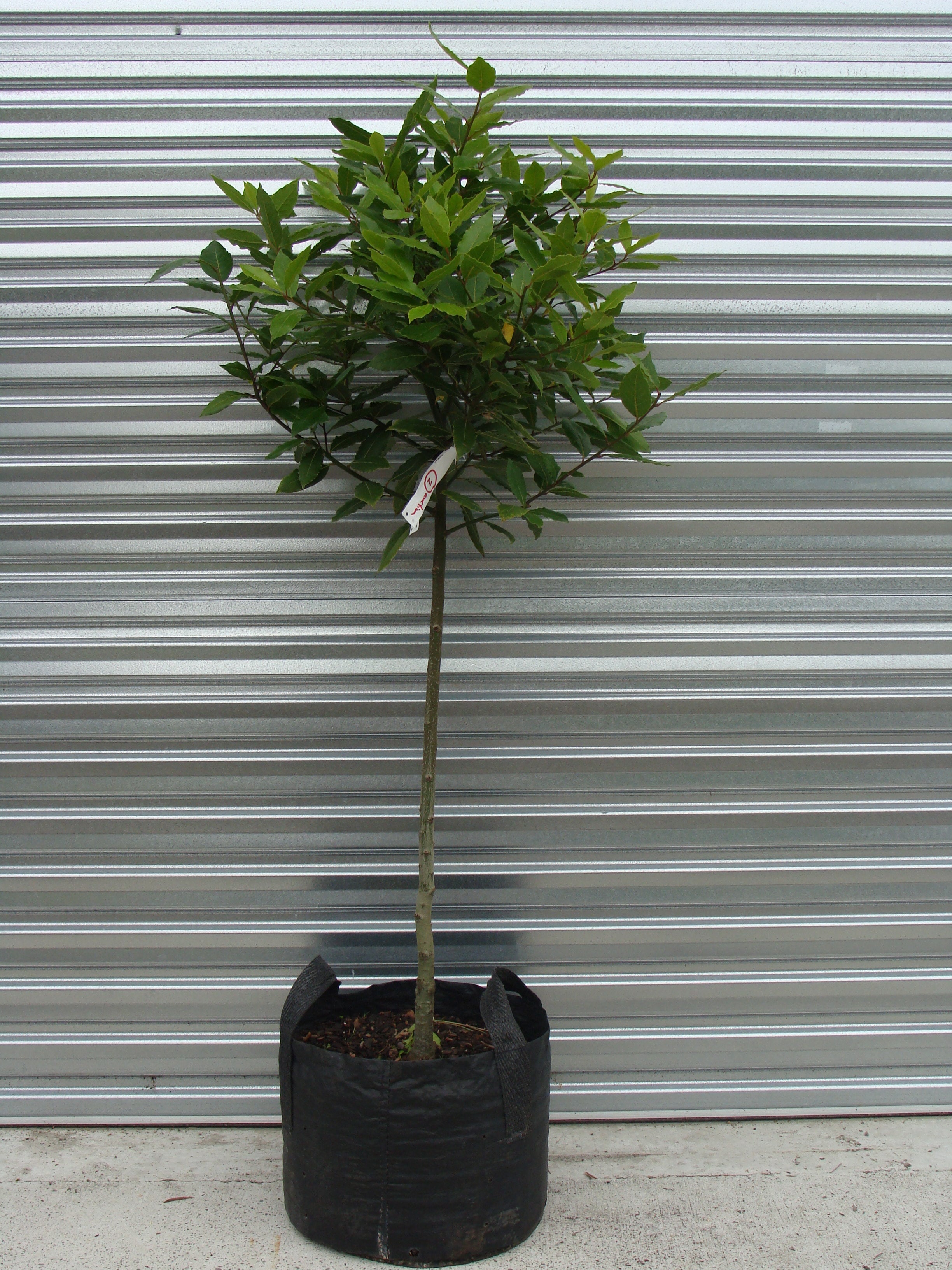 Laurus Nobilis ‘Bay Tree’
