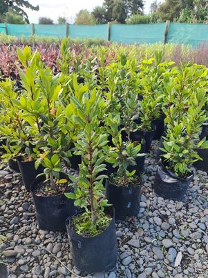 Large Grade PB8 Trees and Shrubs