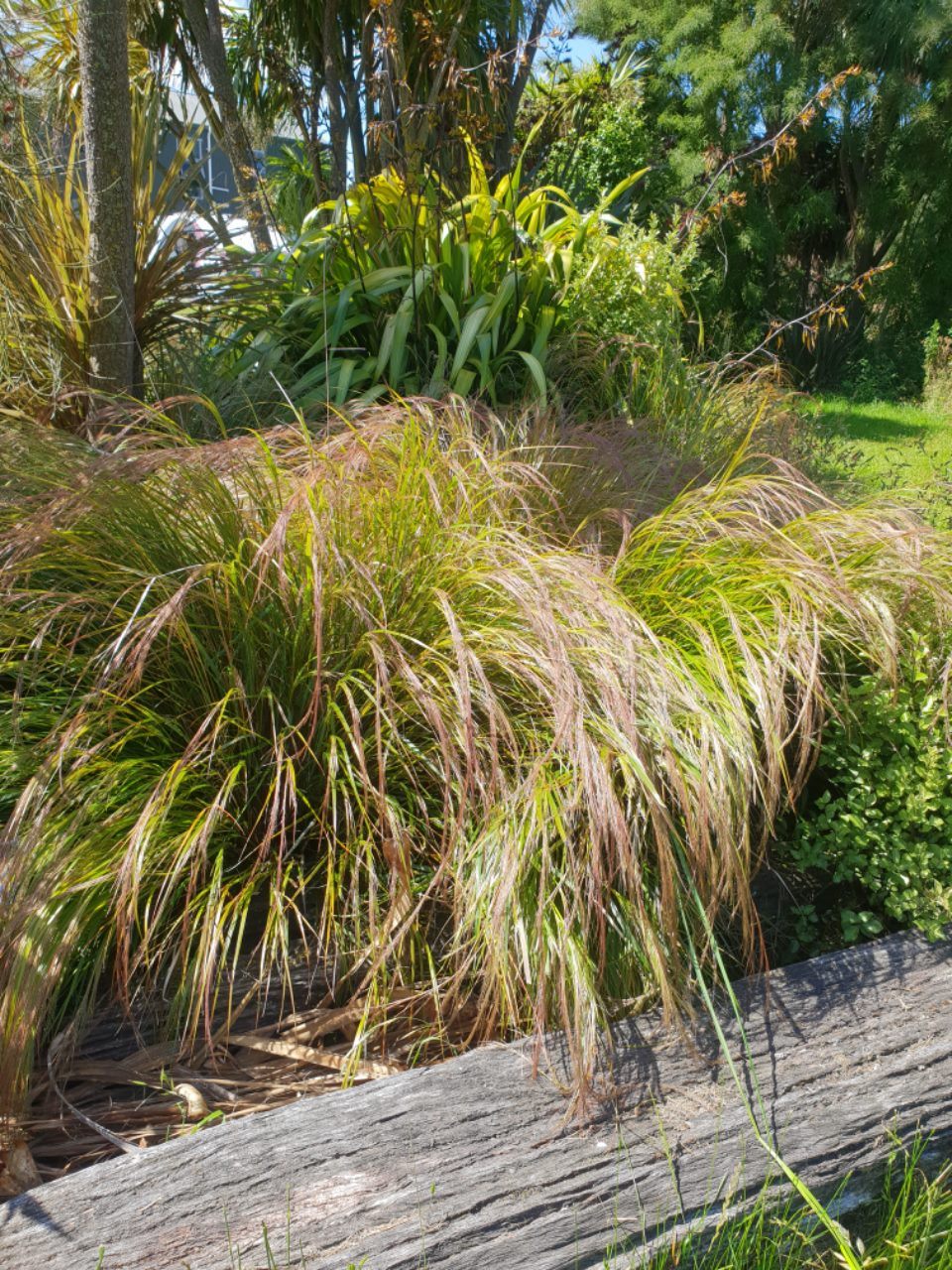 Anemanthele Lessoniana (Wind grass/Gossamer grass)