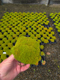 Scleranthus Uniflorus