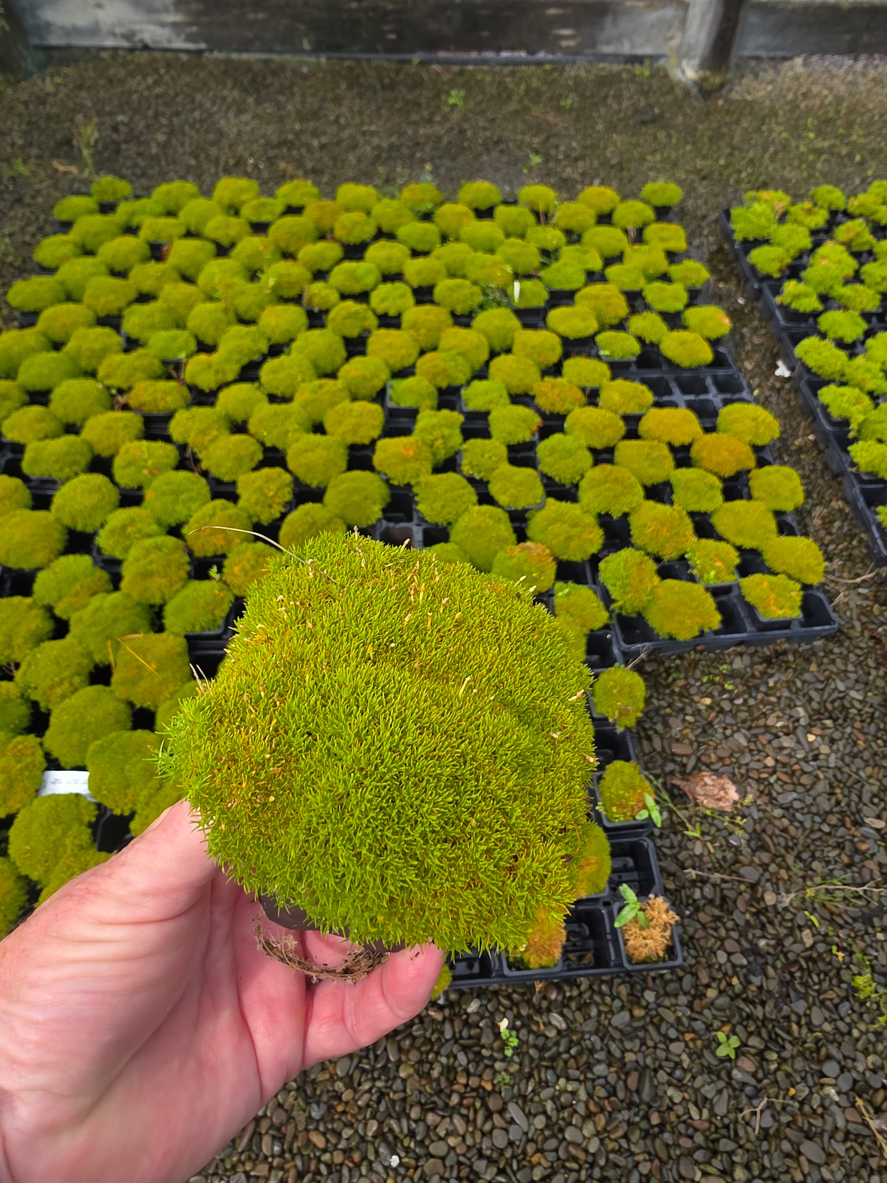 Scleranthus Uniflorus