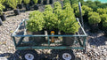 Large Grade PB8 Trees and Shrubs