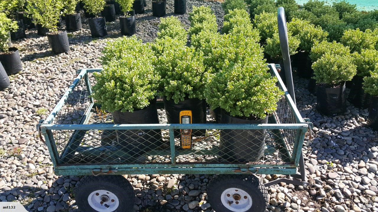 Large Grade PB8 Trees and Shrubs
