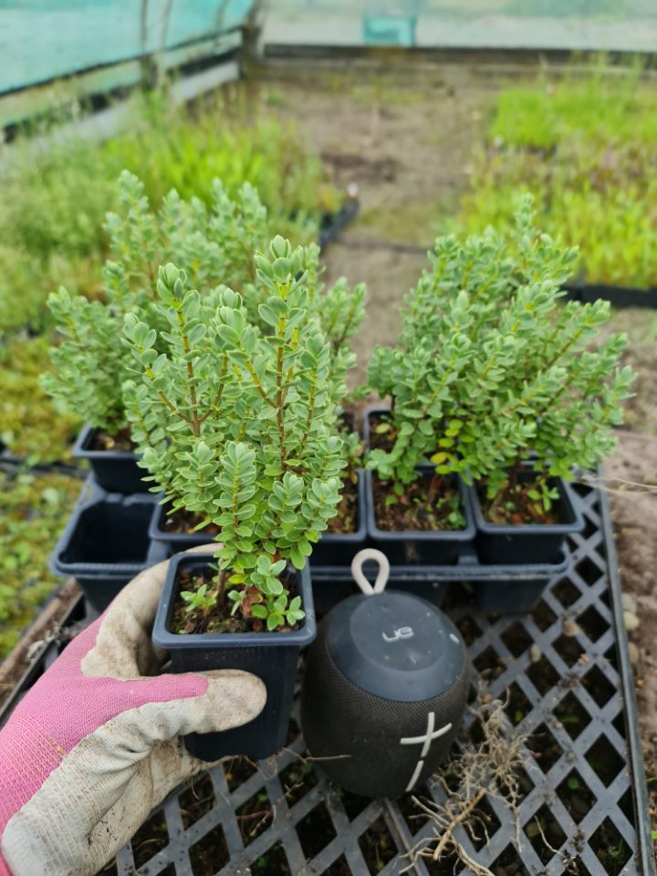 Hebe Topiaria