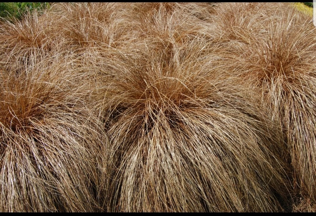 Carex Comans Red