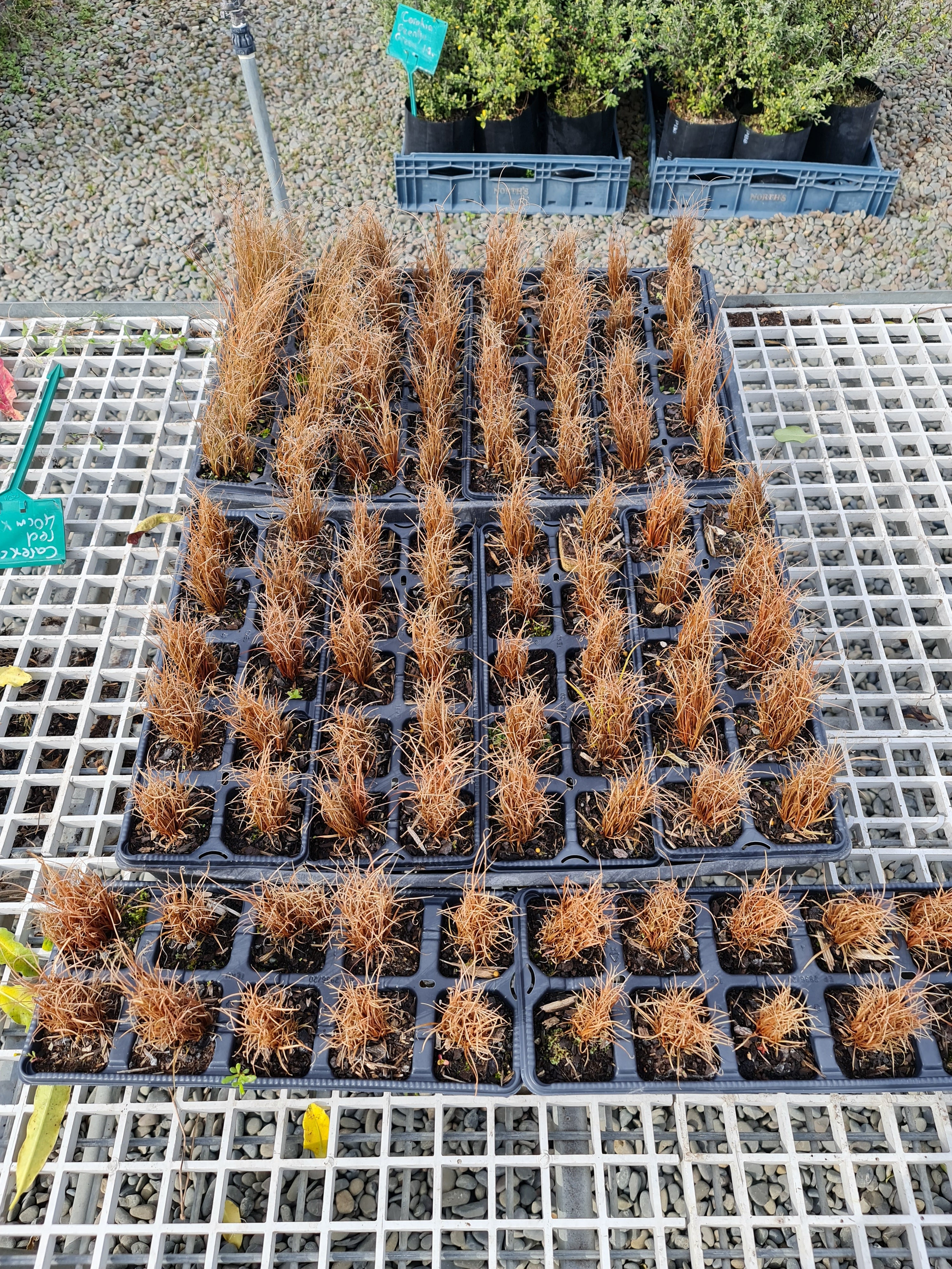 Carex Comans Red