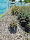 Pseudopanax Crassifolius