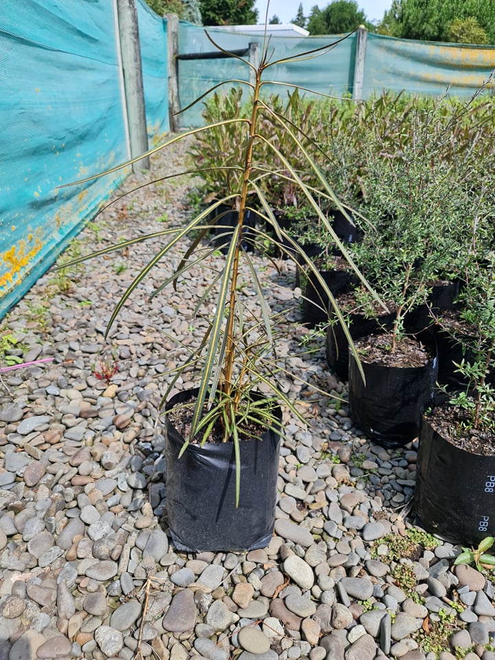 Large Grade PB8 Trees and Shrubs
