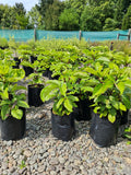 Pseudopanax Laetus