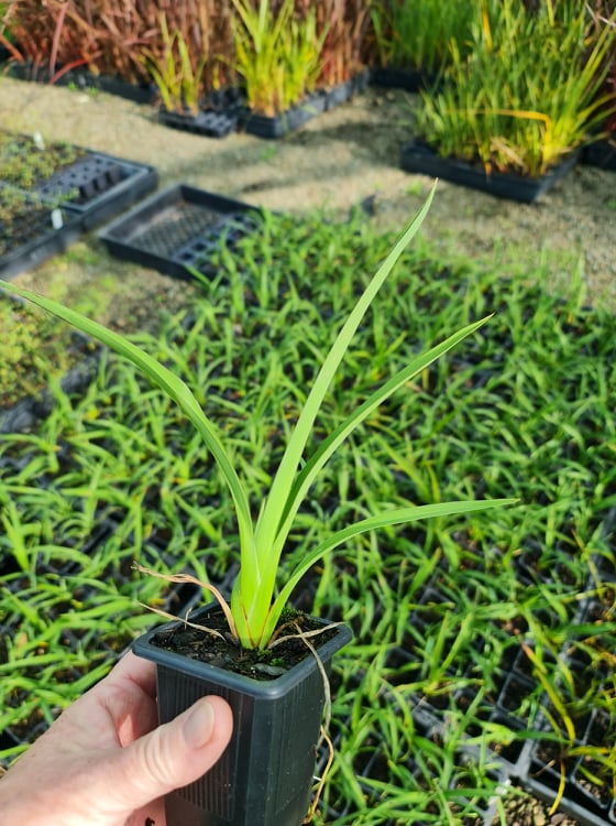 Phormium Emerald Gem and Dark delight